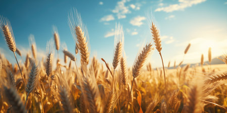 Wheat Fieldの素材