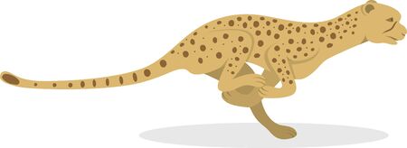Cheetahのイラスト素材