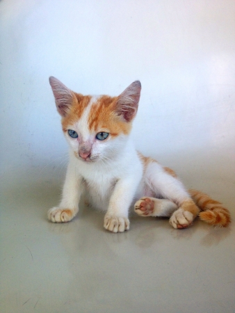 Sitting cat の素材
