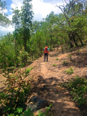 Trekking in the forest の素材