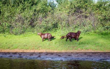 Capybara and family in Pantanal,Brazilの写真素材