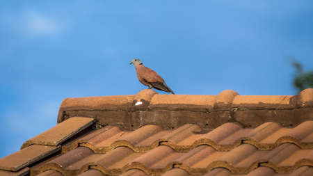 Pigeon on the  roofの写真素材