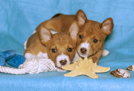 two red Basenji puppies play on turquoise backgroundの写真素材