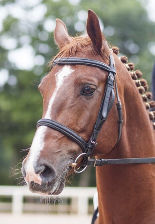 portrait of a bridled red horseの写真素材