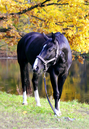 black horse under yellow tree in autumnの写真素材