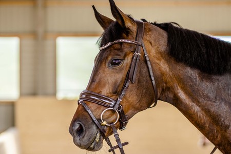 portrait of a bay horseの写真素材