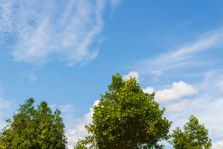 Tree and blue sky with cloudの写真素材