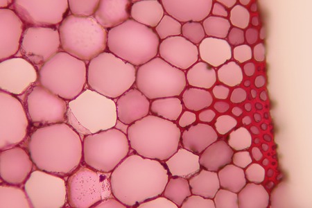 Plant cell cross section of stem under microscopeの写真素材