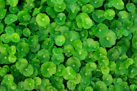 Water pennywort