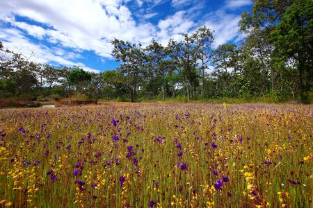 flowers in forestの写真素材