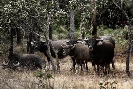 Asian buffalo in the forestの写真素材