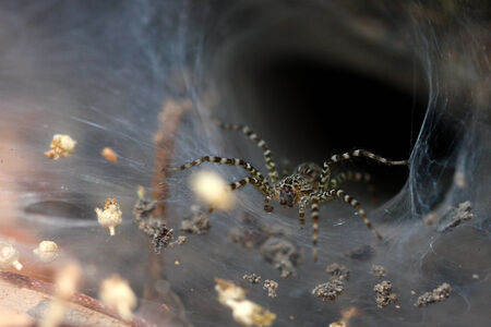 Spiderの写真素材