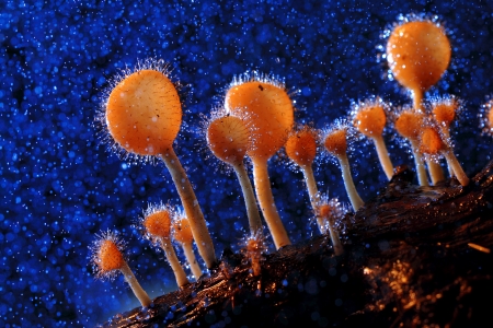 Champagne Mushroom
