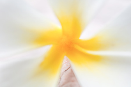 closed up Frangipaniの写真素材