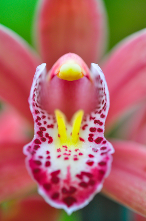 close up orchidの写真素材