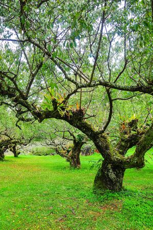 Plum tree