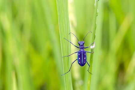 insect in the rice field