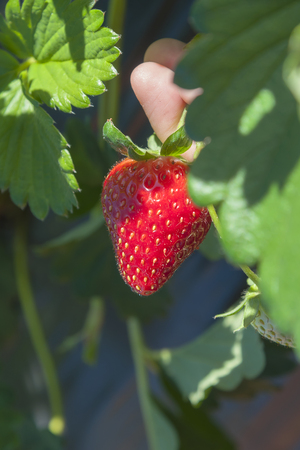 Close up StrClose up Strawberry pick uperry pick upの写真素材