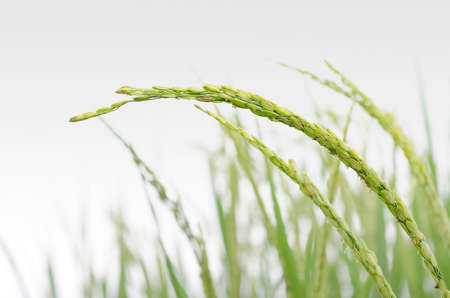 Rice Panicleの写真素材