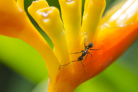 Close up ant on yellow flowerの写真素材