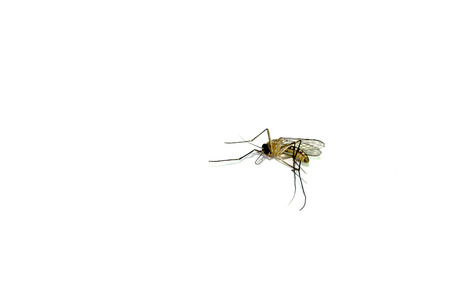 Dead Mosquito on white backgroundの写真素材