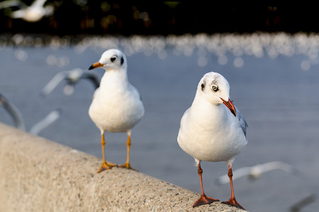 Two seagulls standing on top of a seawallの写真素材