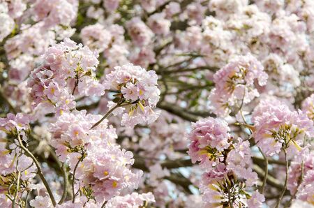 Close up Pink trumpet tree