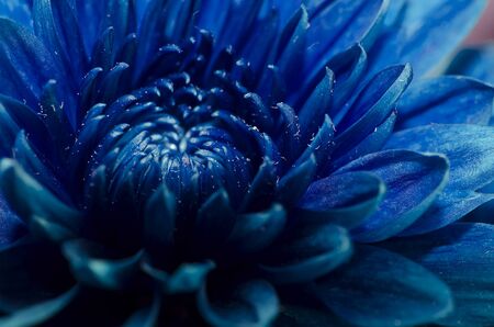 Close up blue flower petalsの写真素材