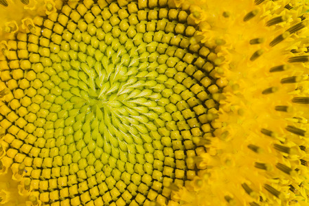 Close up Sunflowerの写真素材