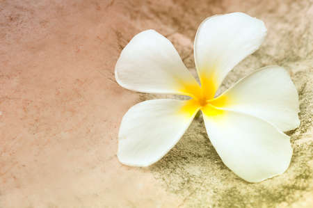 Plumeria on stone background with color effectの写真素材