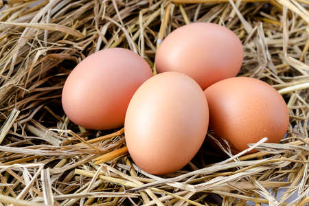 Eggs on rice strawの写真素材