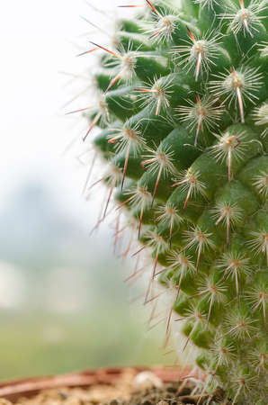 Close up green cactus on pot with  office buliding backgroundの写真素材