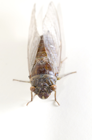 Cicada on white backgroundの写真素材