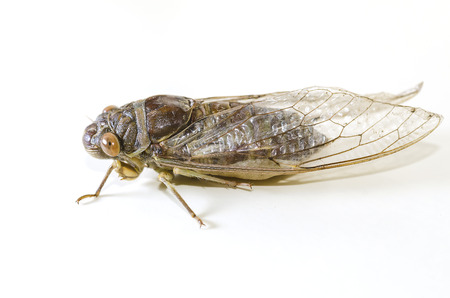 Cicada on white backgroundの写真素材