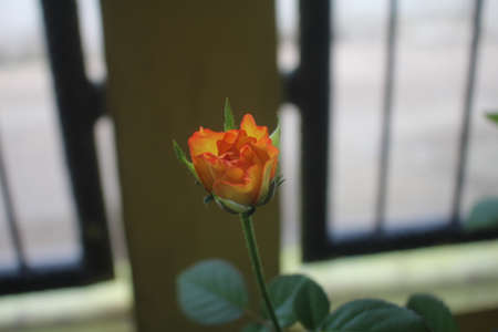 Red yellow rosesの写真素材