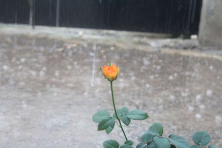 Yellow Rosseの写真素材