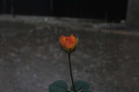 Red yellow rosesの写真素材