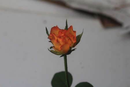 Red yellow rosesの写真素材