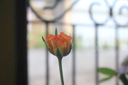 Red yellow rosesの写真素材