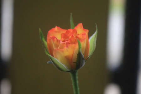 Red yellow rosesの写真素材