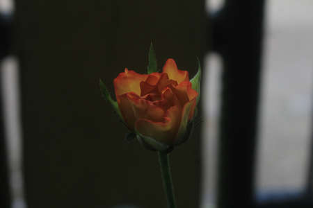 Red yellow rosesの写真素材