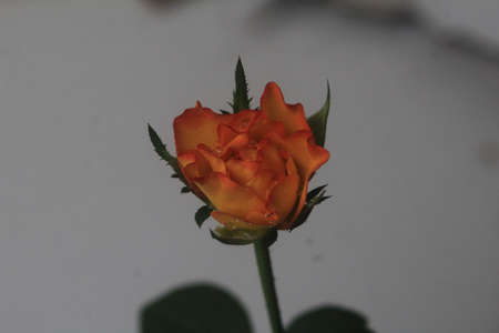 Red yellow rosesの写真素材