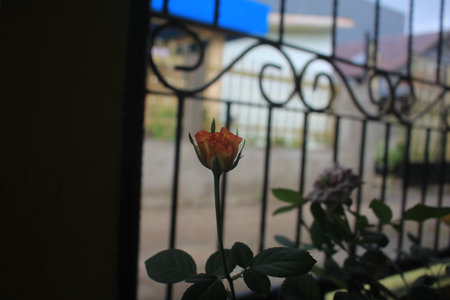 Red yellow rosesの写真素材