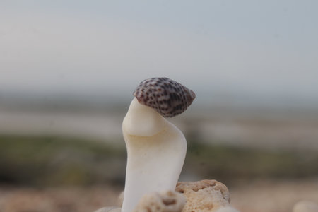 seashellの写真素材
