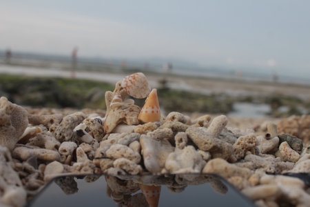 seashellの写真素材