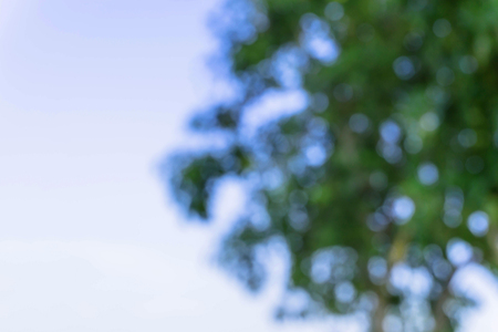 green from tree / blurred tree and bokeh tree / Blurred nature background / green and white background from tree in sun light.の写真素材