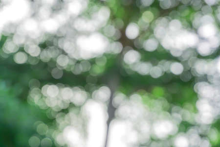 green from tree / blurred tree and bokeh tree / Blurred nature background / green and white background from tree in sun light.の写真素材