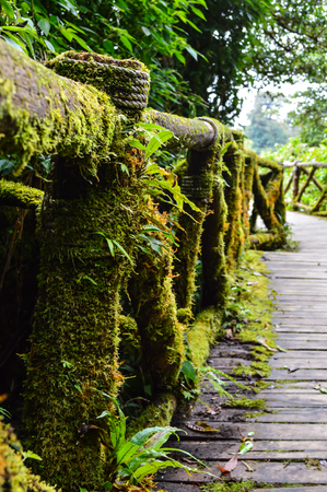 The primeval forest with mossedの写真素材