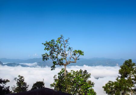 Thick fog at the summit in maehongsonの写真素材
