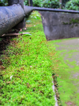 Moss and water drops in natureの写真素材